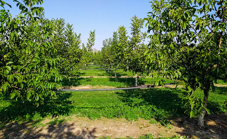 irrigazione agricoltura, sistema irrigazione a goccia