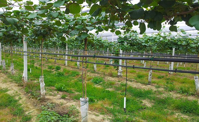 sistemi irrigazione agricoltura a goccia